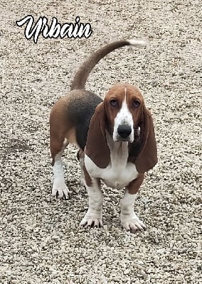 Étalon Basset Artesien Normand - Urbain Du Domaine De Lu Ti