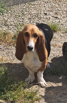 Étalon Basset Artesien Normand - Tagada Du Domaine De Lu Ti