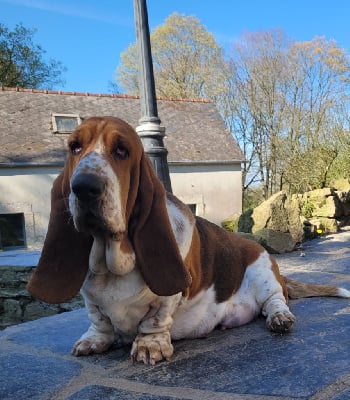Étalon Basset Hound - du domaine de kérouant Tipsie