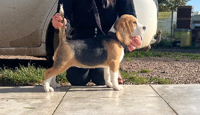 Étalon Beagle - Vacarne l'arche Lou Crystal Song