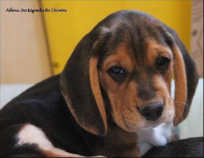 Étalon Beagle - Athéna Des Légendes De Chimera