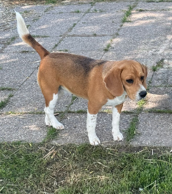 Étalon Beagle - Scarlett De La Vallée Des Bleuets