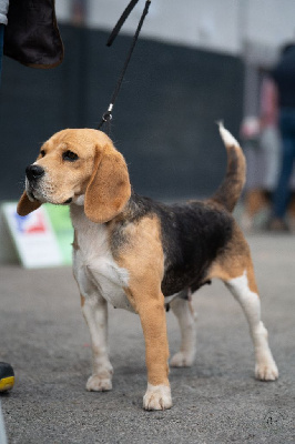Étalon Beagle - CH. Senora de la Magie de l'Argoat