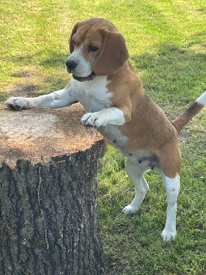 Étalon Beagle - Stella (sakia) De La Vallée Des Bleuets