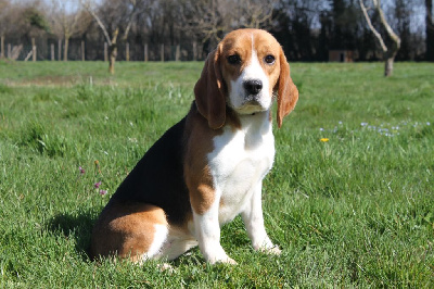 Étalon Beagle - Urka De la vallee des trappeurs