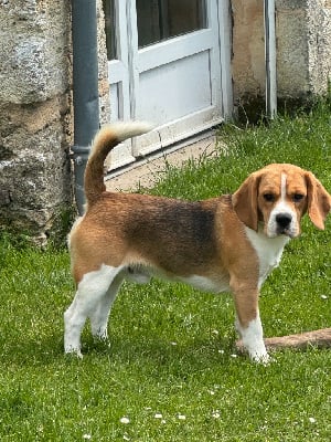 Étalon Beagle - Unly Des Terres D’Olim’s