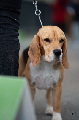 Étalon Beagle - Terrena de la Magie de l'Argoat