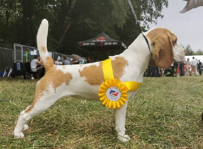 Étalon Beagle - CH. Rockney blonde de Maxcecan