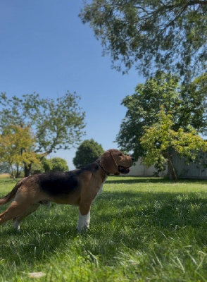 Étalon Beagle - Vaillant De La Magie De L'Argoat