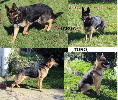 Étalon Berger Allemand - Toro des Crocs de Heurtevent