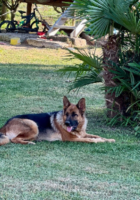 Étalon Berger Allemand - Thalia Titre Initial