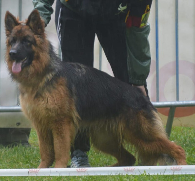 Étalon Berger Allemand Poil Long - Vida Des Terres De Jezabel
