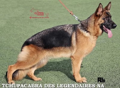 Tchupacabra des Légendaires Nahauri
