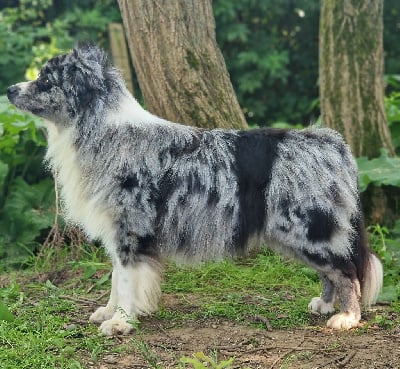 Étalon Berger Australien - Thorgal (Sans Affixe)