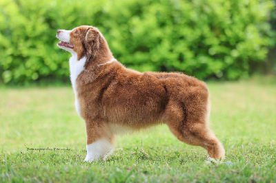 Étalon Berger Australien - Rox requiem for a dream Des Narcisses Du Royaume D'egypte