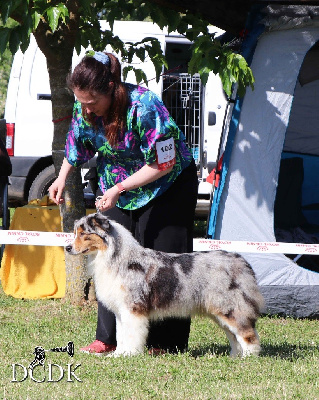 Étalon Berger Australien - The world is not enough du chemin des korrigans