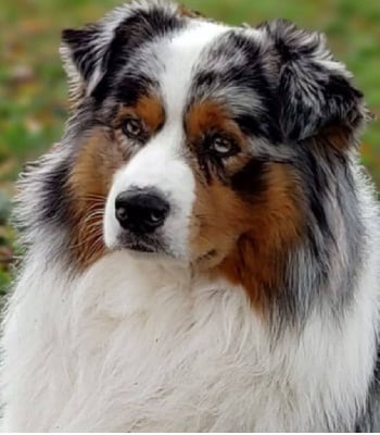 image de Rain of snow