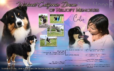 Étalon Berger Australien - Vvildwest california dream Of Heliofy Memories