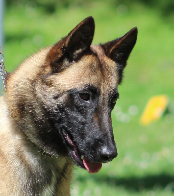 Étalon Berger Belge - Ulya De La Butte Des Crocs Blancs