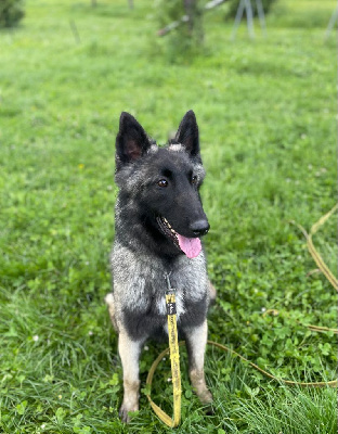 Étalon Berger Belge - Uto De La Foret Noir Et Feu