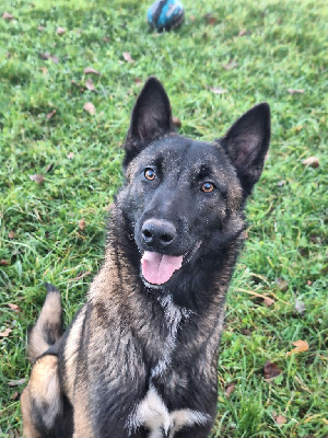 Étalon Berger Belge - Virgo Du Second Souffle