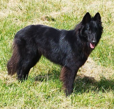 Étalon Berger Belge - Vanda noire des Loups de la Tiarde