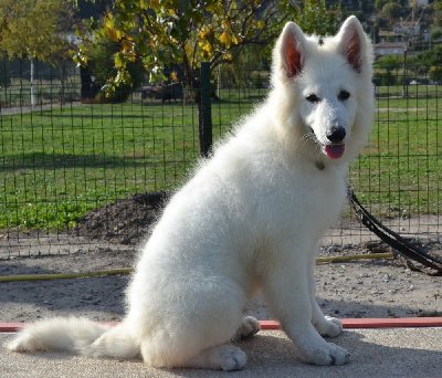Étalon Berger Blanc Suisse - yurka sainte pétronille (Sans Affixe)