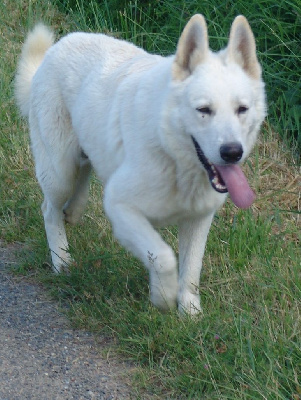 Étalon Berger Blanc Suisse - Una Du Domaine Des Beautés Divines