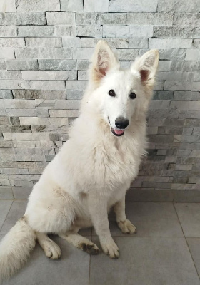 Étalon Berger Blanc Suisse - Venus berge du pont du diable