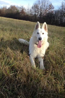 Étalon Berger Blanc Suisse - Vaïka Du Domaine Des Beautés Divines