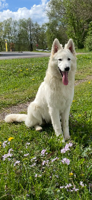 Étalon Berger Blanc Suisse - Valkea nymeria De La Vallée Du Lilas Blanc