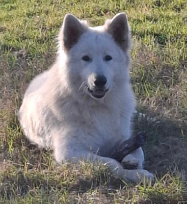 Étalon Berger Blanc Suisse - CH. Kryptonite ice lilien