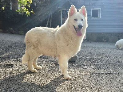 Étalon Berger Blanc Suisse - Tsigane Der Lenn