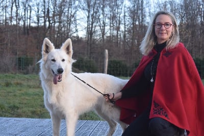 Étalon Berger Blanc Suisse - Ulane du Domaine de Criska