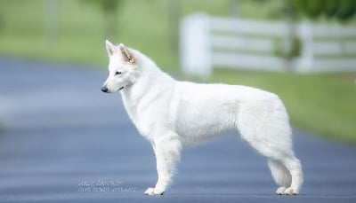 Étalon Berger Blanc Suisse - CH. Rapper almark L'aige de la tournelle