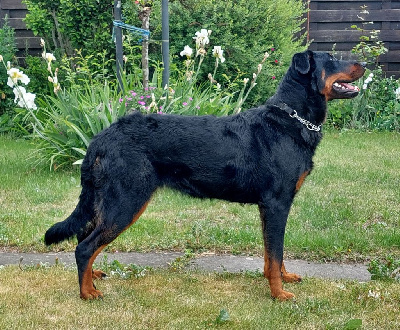 Étalon Berger de Beauce - Whyava L'ami De La Campagne
