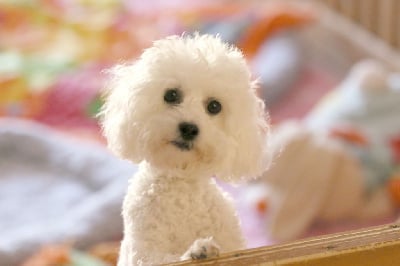 Étalon Bichon Frise - Thelma de la Felhotte
