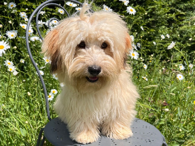 Étalon Bichon Havanais - Vim blue De La Vallée Du Petit Pré