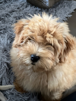 Étalon Bichon Havanais - Sicile de l eternel mitness