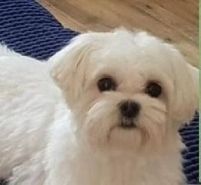 Étalon Bichon maltais - Perle du domaine des Landes
