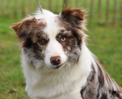Étalon Border Collie - Unusual wallis des Collines de Sagne
