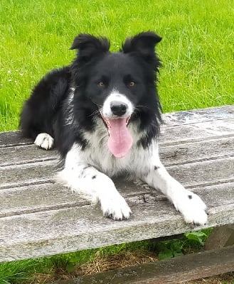 Étalon Border Collie - Pakoï (Sans Affixe)