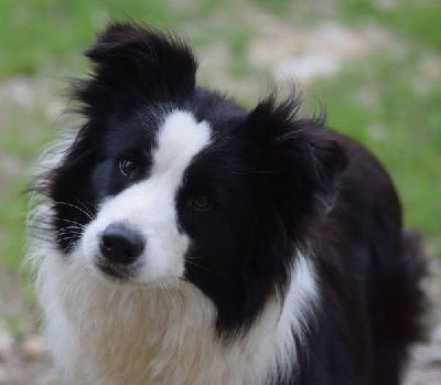 Étalon Border Collie - Ultime histoire De La Vallee Du Douro