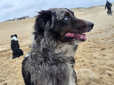 Étalon Border Collie - Tauriel des Lacs de la Cote d'Argent
