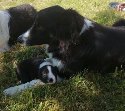 Étalon Border Collie - Tina (Sans Affixe)