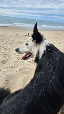 Étalon Border Collie - Uplaboom des Lacs de la Cote d'Argent