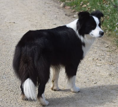 Étalon Border Collie - CH. dominant team Corona