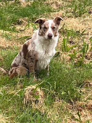 Étalon Border Collie - Ushel Bro Glazik Tropell