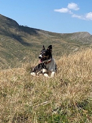 Étalon Border Collie - (Sans Affixe) Gwreiddiau'r ci dfaid scarlet
