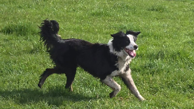 Étalon Border Collie - Trixie Du Domaine Du Bois Rosier